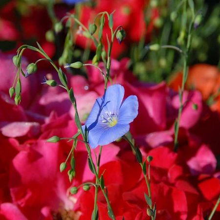 B+B Passifleur Делемон Экстерьер фото
